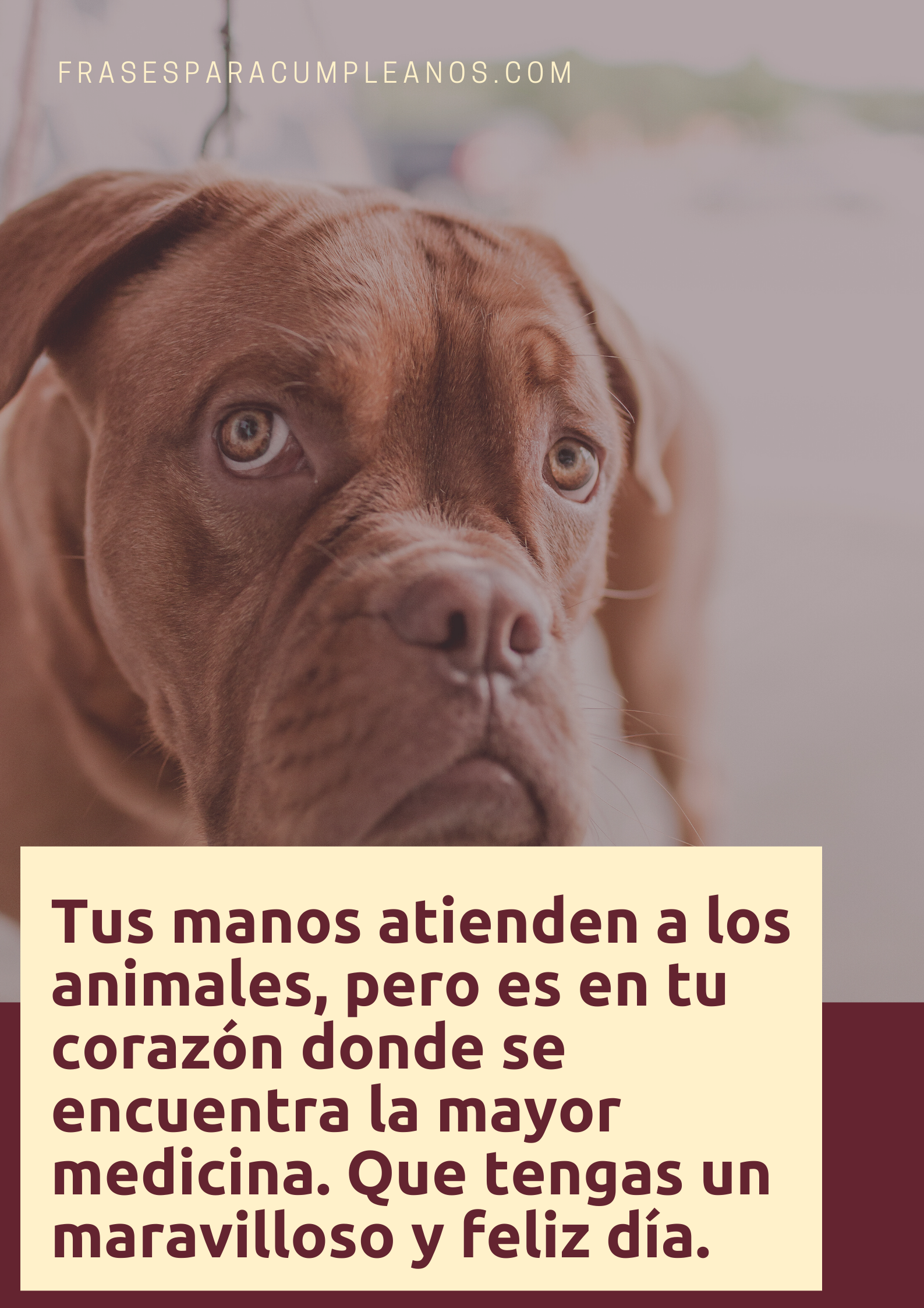 Felicitaciones para médicos veterinarios - frasescumple